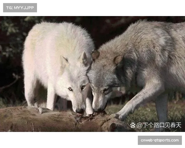 狼队保级形势严峻，主帅强调团队精神应对剩余赛程